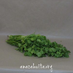Cilantro, manojito