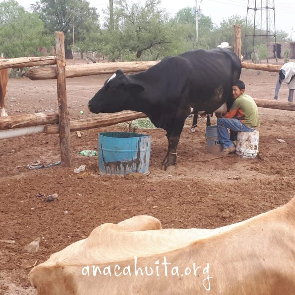 Suero de leche de vaca, litro - Imagen 3