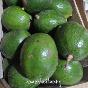 Aguacate mantequilla, kilo