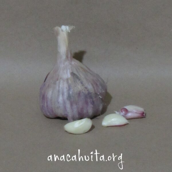 Ajo morado, cabeza - Imagen 2