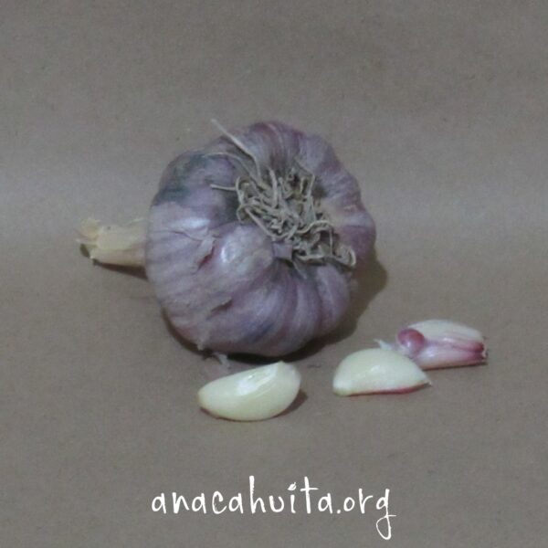 Ajo morado, cabeza