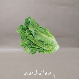 Lechuga orejona, pieza