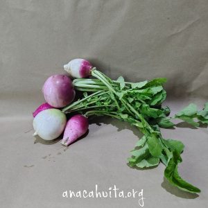 Rabanito sandía, manojo