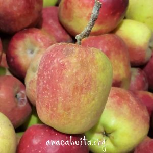 Manzana sanjuanera, kilo