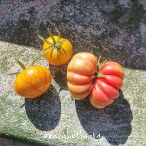 Tomate riñon, kilo